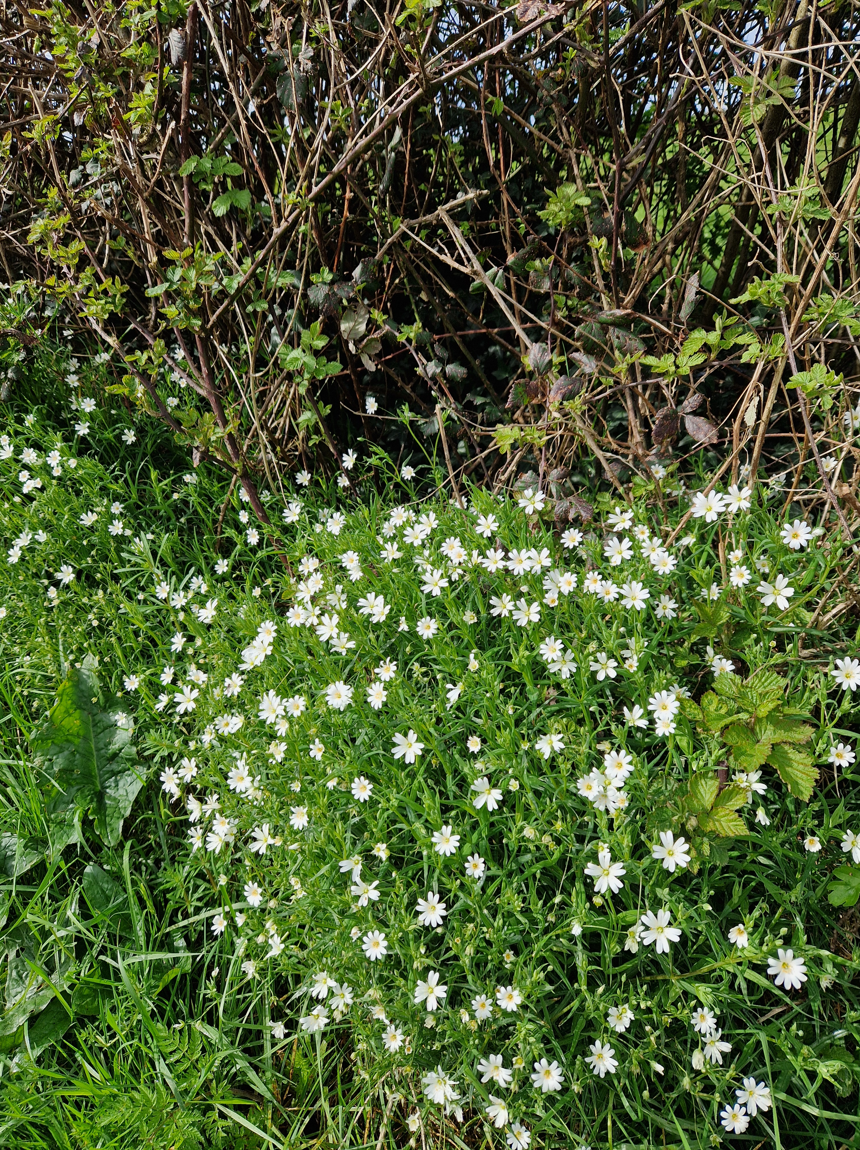 A photo of native countryside hedging with a burst of small white star-shaped flowers growing out of them. The flowers have thin spiky stems.
