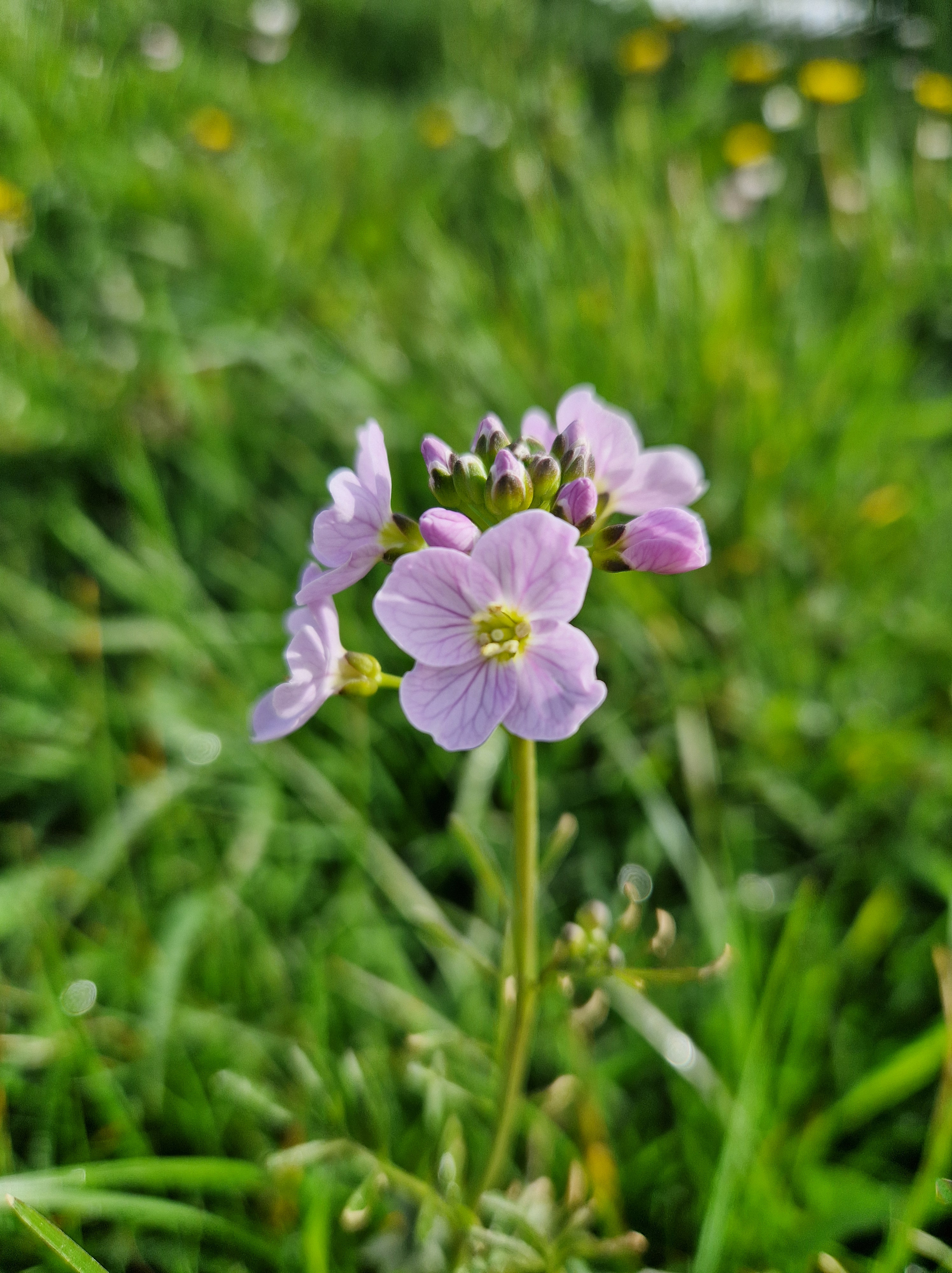 A close up of a small wild flower. The heads are lilac coloured with deeper purple veins in the petals. They are on top of a thin stem